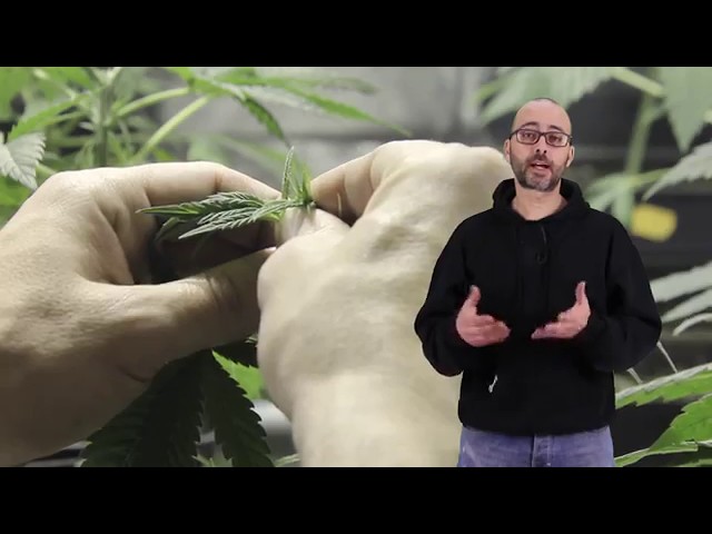 5 TÉCNICAS ESPECIALES de PODA 2 en cultivo de cannabis indoor: Apical, FIM, Pizzicato, LST, Cropping