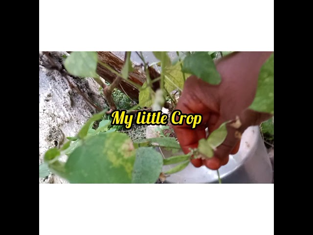 My little Crop