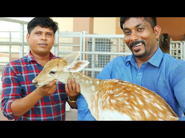 12 KG DEER CURRY | Cooking in Dubai Village | Deer Curry Recipe | Cooking Skill Village Food