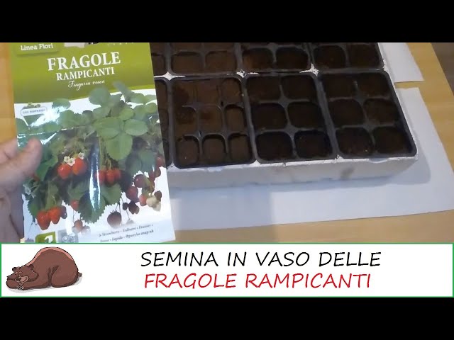 Semina in vaso delle fragole rampicanti!