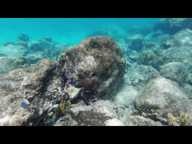 Snorkeling in Curacao