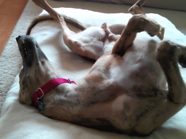 Greyhound Terms 101: Roaching