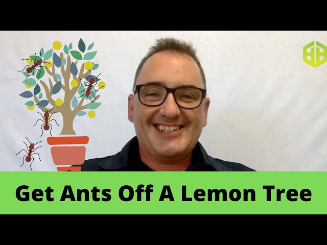 Get rid of ants on a lemon tree