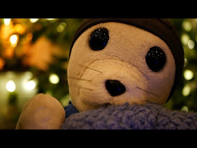 ASMR | Pet Seal Tucks You In: Gentle Rain, Paw Touches & Cozy Care