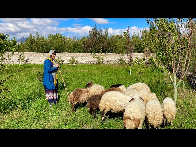 Bringing the sheep into the garden 🐑🌿 until the final stage of completing Soudabeh’s rural house 🏡✨