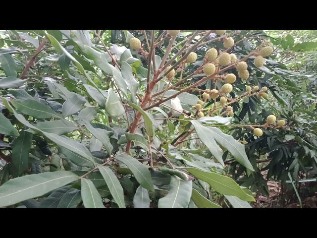 cách trồng cây nhãn bên Mỹ cho thu nhập tiền tỷ.grow longan in the US and earn millions of dollars