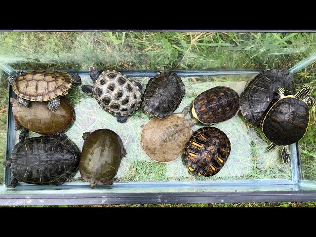 Releasing the Turtles in the Outdoor Pond