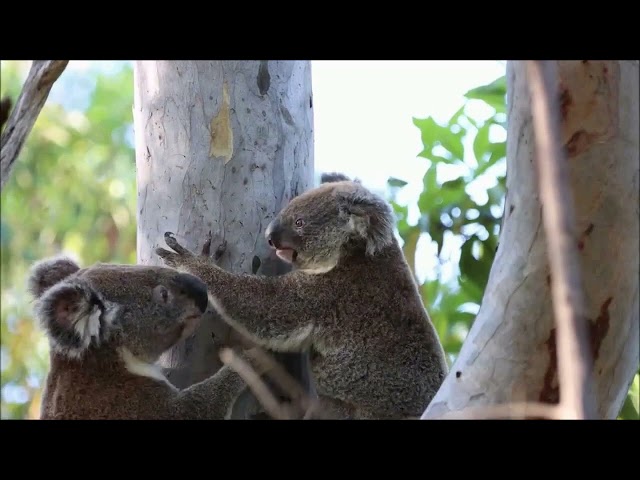 Adorable Koalas: Life in the Australian Wild