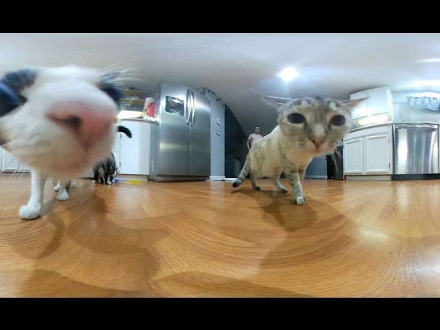 5 Cute Cats VR  (360° video)