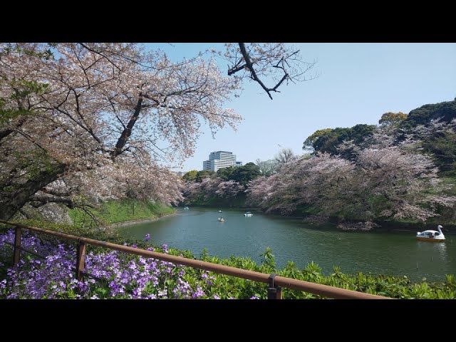 [360° VR] SAKURA(Cherry Blossoms) in Tokyo, Japan / Mar 2021【360度VR映像 / バーチャル花見】