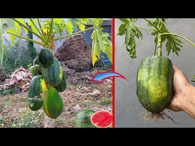 How to graft watermelon with papaya get a lot of watermelon fruit with papaya in a tree