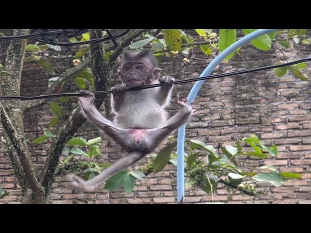 Starla monkey runs scared on the rope because Bella is chasing her