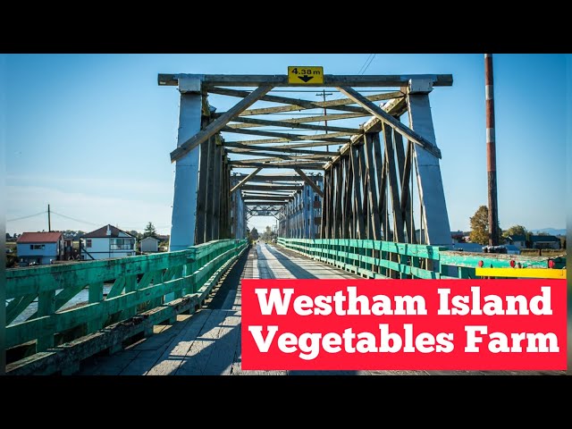 Westham Island herb farm| Fresh Vegetables farm in Canada 🇨🇦 #farms #vegetables #westham #pumpkin