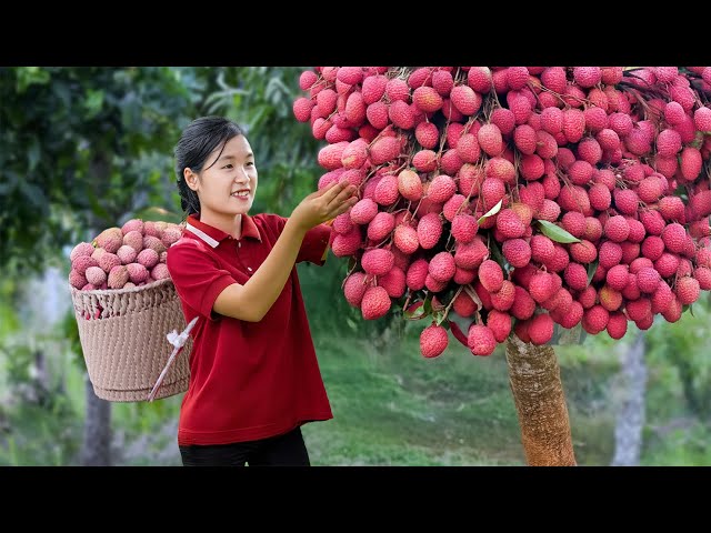 Harvest Fresh VEGETABLES Lychees and Sell Them in the Market | Harvest and Cooking | Jolie Life