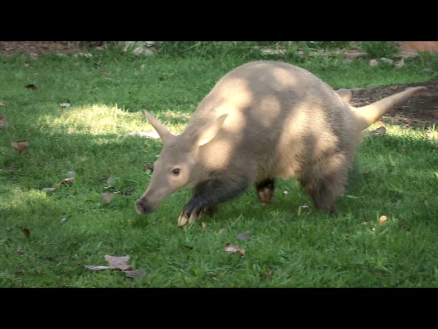 Can You Dig It? Meet Zola the Aardvark