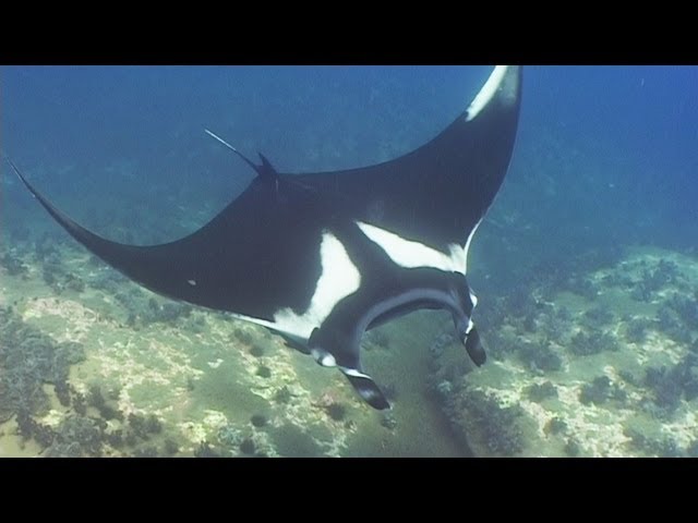 Manta Rays, Eagle Rays & Mobulas - Reef Life of the Andaman - Part 6