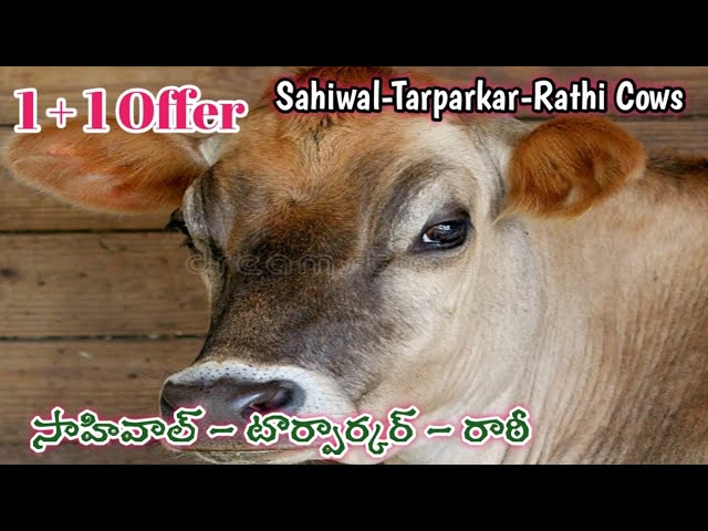 సాహివాల్ ఆవులు అమ్మకానికి | Shahiwal Cow Sale Market | Shahiwal Cows Sale Info @Kisaninfo999