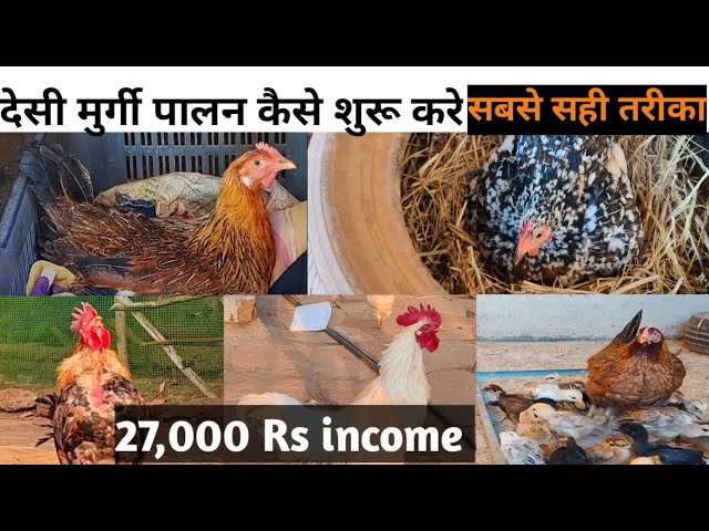 How to do poultry farming Desi Poultry Farming Murgi Palan Business in Hindi