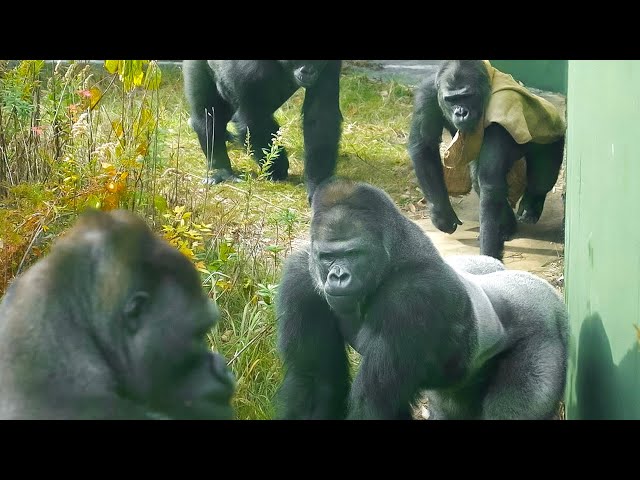 Excited Silverback Gorilla Claiming His Territory | The Shabani’s Group