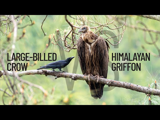 Large-billed crow fighting with Himalayan Griffon