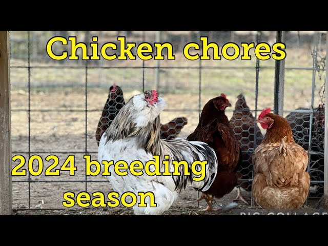 Chicken chores/ Rhode Island Red and light Brahma chickens in breeding pens / @RockinGFarm