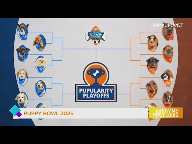 National Animal Planet annual Puppy Bowl 2025 to feature two St. Louis pups