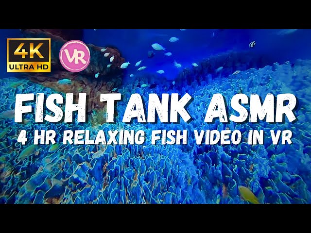 4K Underwater Relaxation Ambience, asmr coral reef with no music