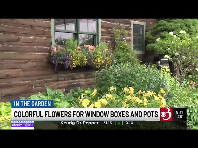 In the Garden: Colorful flowers for window boxes and pots