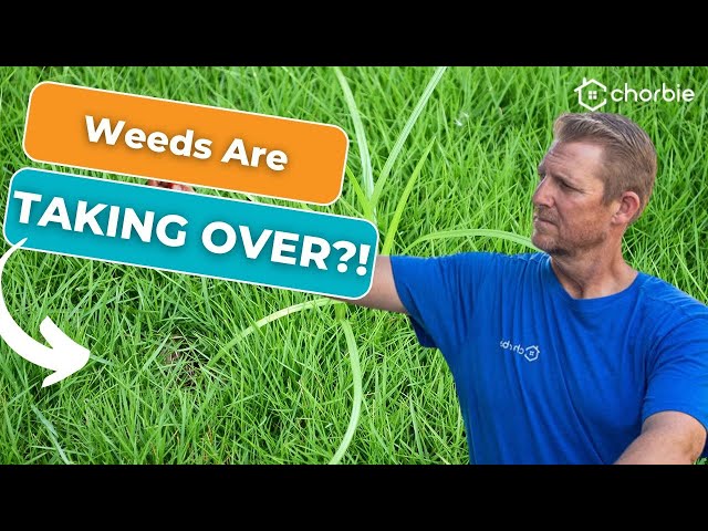 How to Eradicate Common Weeds: Nutsedge and Kyllinga | Chorbie Lawn Care Tips