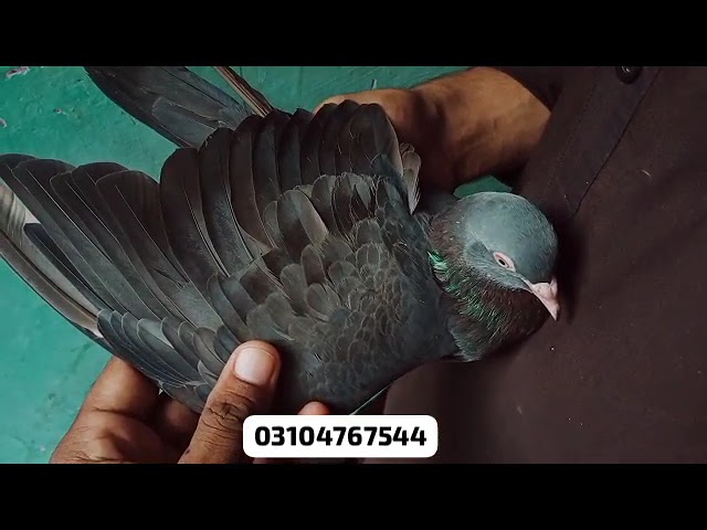 Pure Blue Kumgar Pair 1 Pair Flat For Sale