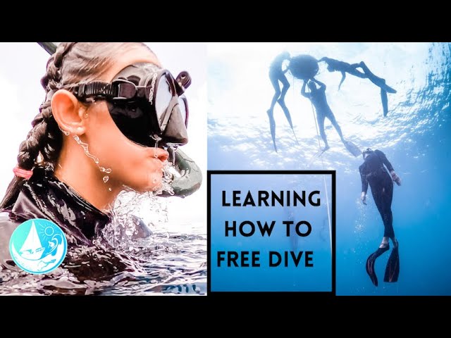 Free Diving living on a boat | Episode 228 (Sailing Catalpa)