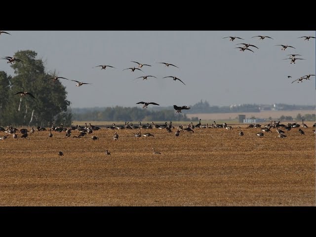 Hired to Hunt Season 4 #2:  It's Raining Birds - Duck and Goose Hunting.  Limit Hunts in Alberta