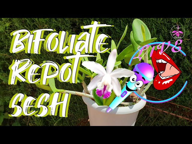 Two Cattleyas One Pot | Unpotting 👍🏼 Separating 🤞🏼 Repotting 🤔 Tutorial Tips Q&A #ninjaorchids