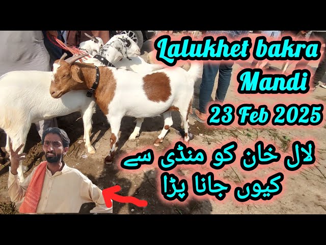 Lalukhet bakra mandi 23feb 2025 😍😍😍#cow #goat #pets