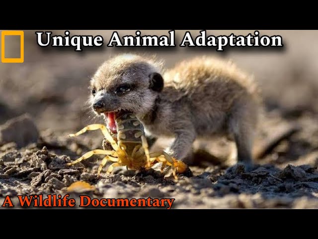 Amazing and Unique Animals Adaptation Part 4 Animal Planet Wildlife Documentary