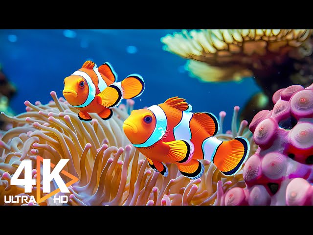 The Best 4K Aquarium - Dive Into The Mesmerizing Underwater Realm, Sea Jellyfish, Coral Reefs #1