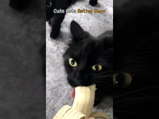 Cute Cats Eating Show