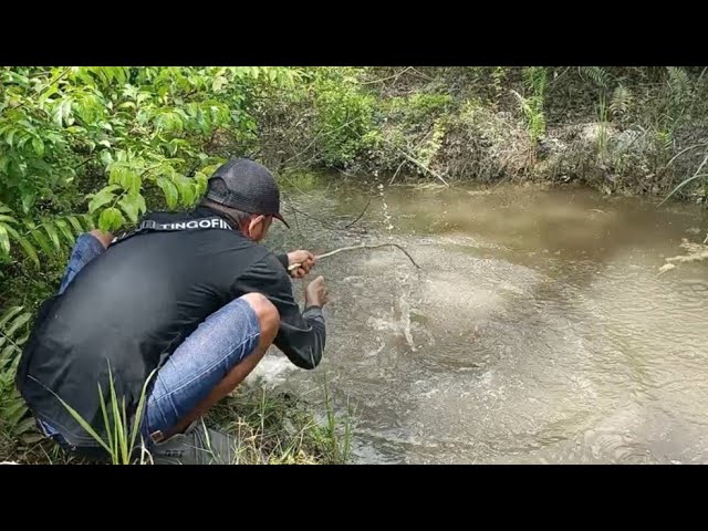 PARIT DI PEDALAMAN HUTAN MURNI SARANG NYA IKAN PREDATOR‼️