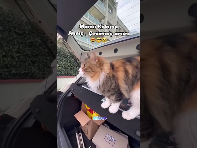 Hungry Street Cat Climbs Into My Car for Food | Heartwarming ASMR Feeding” #straycats #turkishcats