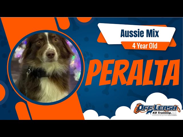 Peralta | 4 Year Old Aussie Mix | Off Leash Aussie Mix Trainers, Augusta