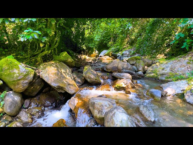 Pleasant Sounds of Stream, Water Sounds, Gentle Melody of the Forest