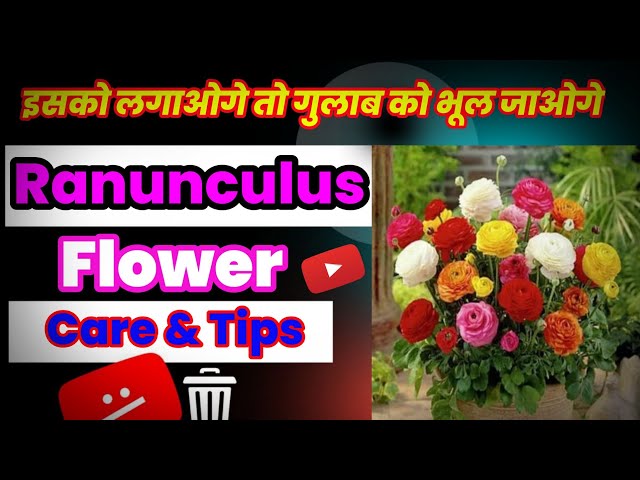 Ranunculus Flower care and Tips | RRR Gardening