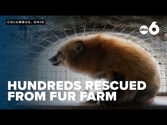 Hundreds of animals rescued from Ohio fur farm face long road to recovery