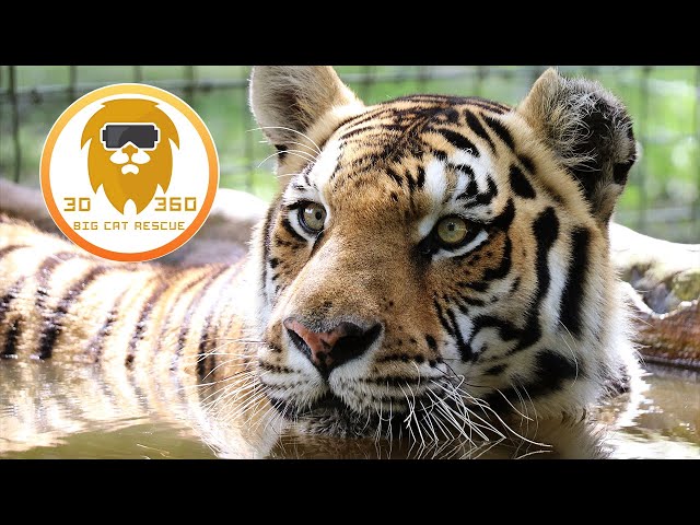 Jasmine Tigress swims in 3D 180VR