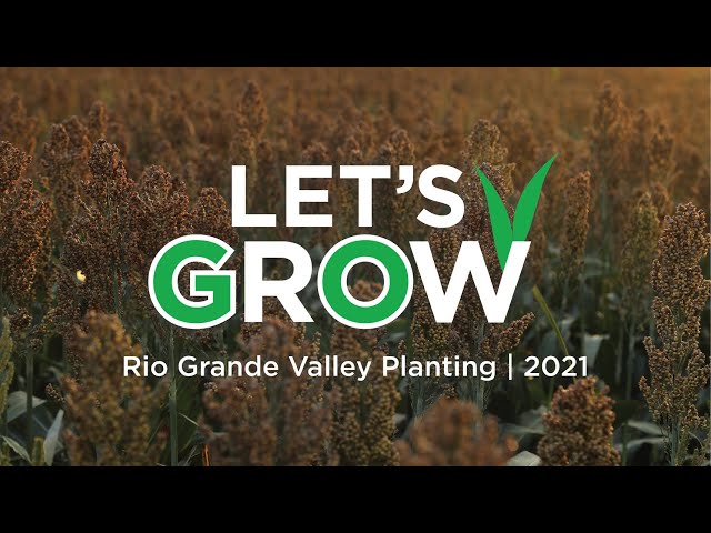 Rio Grande Valley Sorghum Planting | March 2021