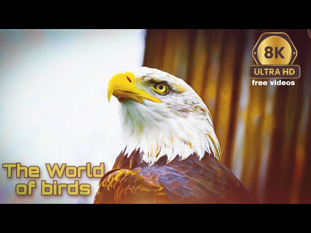 8k ultra hd video birds! Hd 8k ultra free videos no copyright