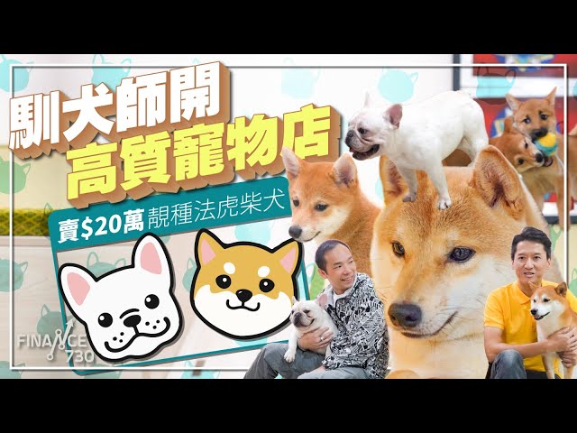 賣病貓瘟狗劏客係行規？馴犬師開高質寵物店 賣$20萬靚種 #法虎 #柴犬 教埋主子跳火圈︱成功靠自幹︱#毛孩經濟