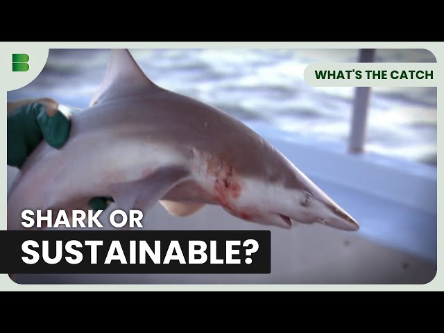 Sustainable Fish and Chips Done Right - What's The Catch - Documentary