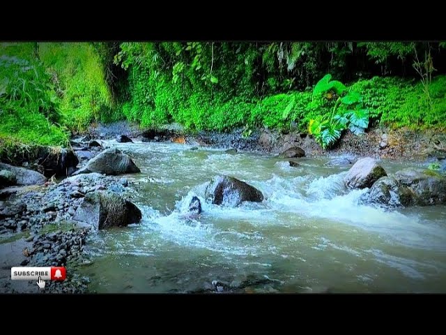 Peaceful River Flowing Sound. Gentle River, Relaxing Nature Sounds. White Noise for Sleep, Study