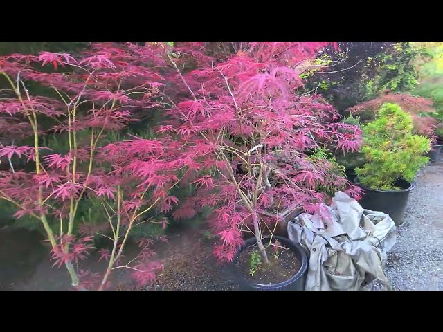 Beautiful Japanese Maples & dwarf conifers - Amazing Maples